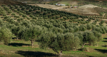 Imagen de Servicio Agrícola Huelva | AGR - De Prado situado en Huelva, Huelva