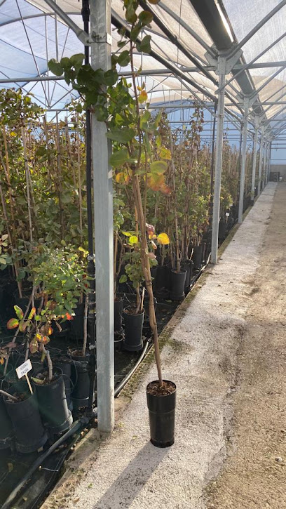 Imagen de Solopistachos I Venta y Plantación de Pistachos en Toledo situado en Villacañas, Toledo