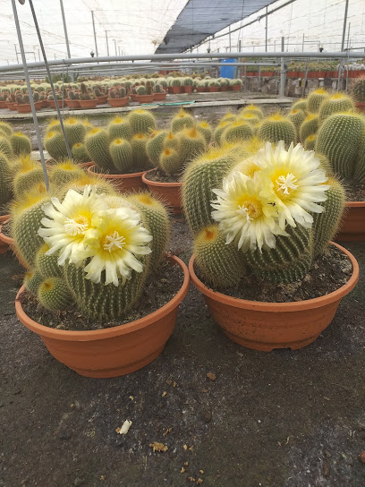 Imagen de Succulent Valley situado en Las Galletas, Santa Cruz de Tenerife