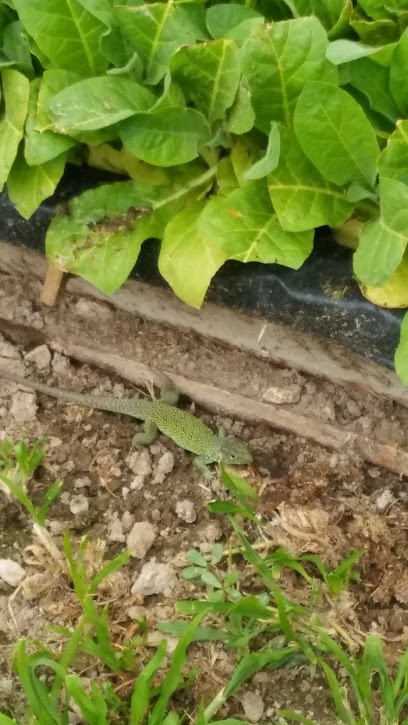 Imagen de TABACOEX situado en Rosalejo, Cáceres