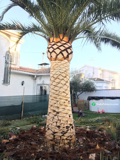 Imagen de TodoPalmera situado en Elche, Alicante