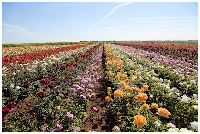 Imagen de Universal Plantas, S.A. situado en San José de la Rinconada, Sevilla