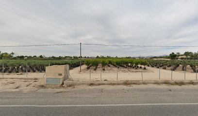 Imagen de VIVERO LA LOMA situado en Elche, Alicante