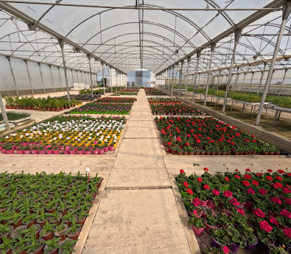 Imagen de VIVERO ODIELPLANT situado en Gibraleón, Huelva