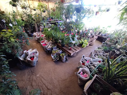 Imagen de VIVERO SALAMANCA situado en Las Varillas, Córdoba