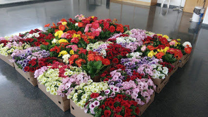 Imagen de VIVERO SANFÉLIX situado en Turís, Valencia