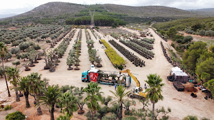 Imagen de VIVEROS JOAQUIN GINER | Nursery, Pepiniere, Vivaio, Baumschule | OLIVE TREES FOR SALE situado en Salsadella, Castellón