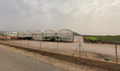 Imagen de VIVEROS MARQUES - Liria, Valencia situado en Llíria, Valencia