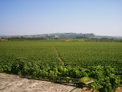 Imagen de VIVEROS NAVA. Viveros de Vid. Plantas de viña certificadas en Navarra situado en Larraga, Navarra