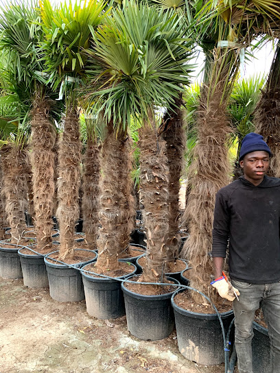 Imagen de VIVEROS ORNAMENTAL TREEPLANT situado en Elche, Alicante