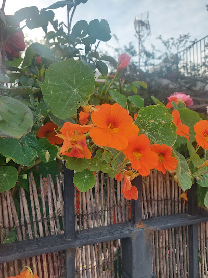 Imagen de VIVERPLANT SURRAC BENICARLO GARDEN situado en Benicarló, Castellón