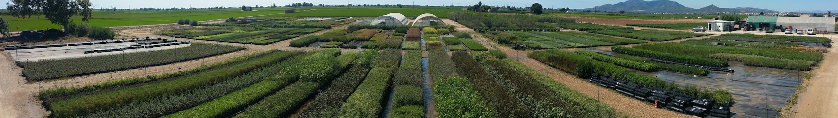 Imagen de VIVERS ALOMA - Planta autóctona i mediterrània situado en L'Aldea, Tarragona