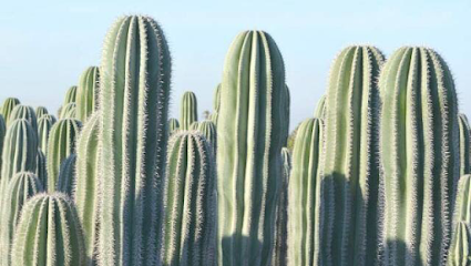 Imagen de VIveros CACTUS ELCHE situado en nan, Alicante