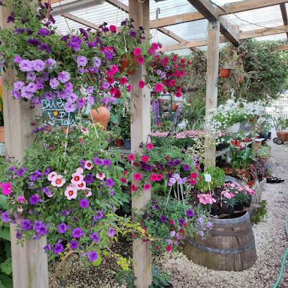 Imagen de Viveiros A Granxa.Plantas ornamentales y frutales situado en Cee, A Coruña