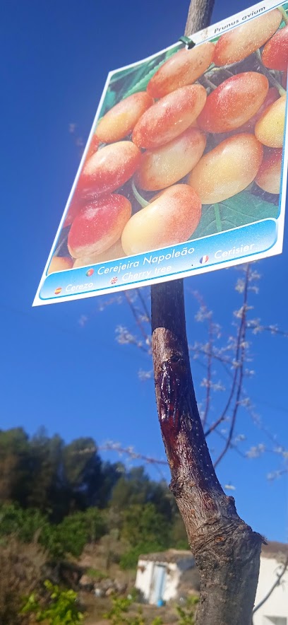 Imagen de Viverland - Vivero de Plantas y Frutales en Berlanga, Badajoz situado en Berlanga, Badajoz