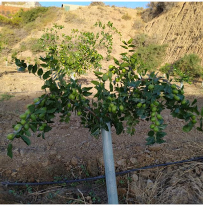 Imagen de Vivero Abla situado en Abla, Almería