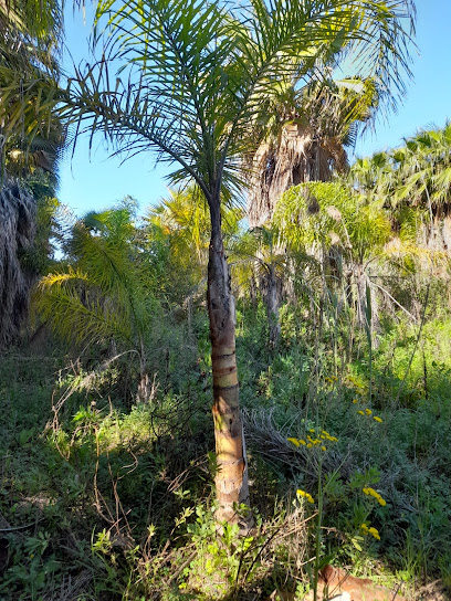 Imagen de Vivero Bercial - Venta de Cesped y Palmeras situado en El Bercial, Cádiz