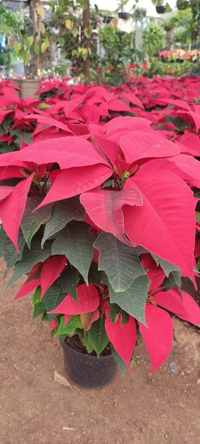 Imagen de Vivero Buenavista situado en Tierras Coloradas, Jalisco