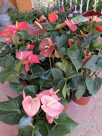 Imagen de Vivero Camino Real situado en Ocotlán, Jalisco