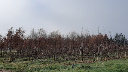 Imagen de Vivero Coserfo situado en nan, Ciudad Real