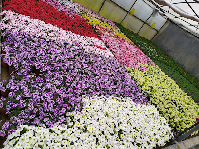 Imagen de Vivero Curras situado en A Moureira, Pontevedra