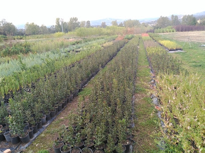 Imagen de Vivero Del Servicio Ordenación Forestal. Junta Extremadura situado en Cañamero, Cáceres