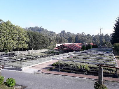 Imagen de Vivero ENCE Figueirido situado en As Croas, Pontevedra