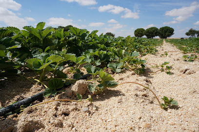 Imagen de Vivero El Pinar situado en Chañe, Segovia