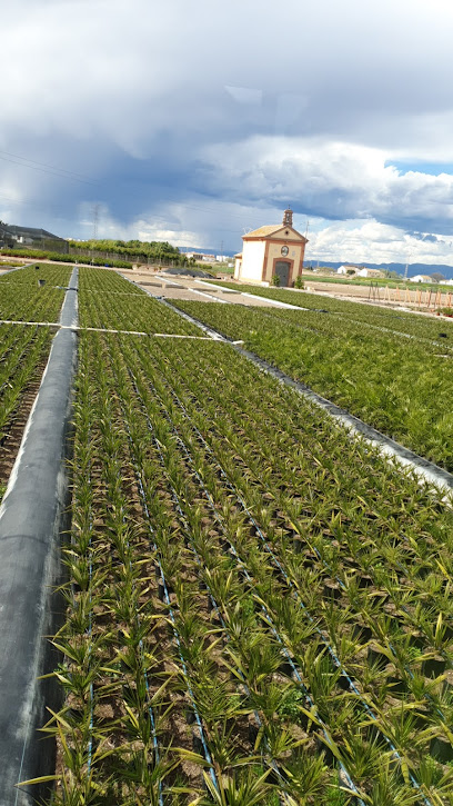 Imagen de Vivero Enrique Aguilar situado en Alboraya, Valencia