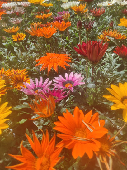 Imagen de Vivero Escariche situado en Escariche, Guadalajara