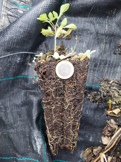 Imagen de Vivero Forestal Central de Cuenca situado en Cuenca, Cuenca