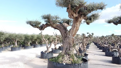 Imagen de Vivero Illici Plants situado en Elche, Alicante