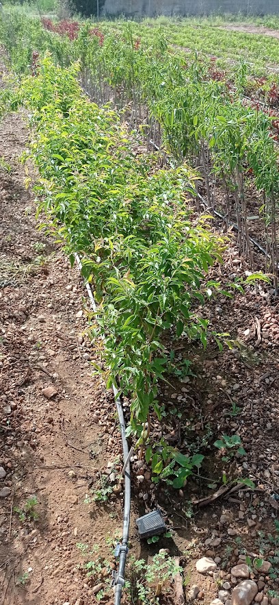 Imagen de Vivero LaCandela situado en Vinaròs, Castellón