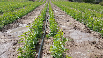 Imagen de Vivero Nacional de venta de Almendros, Pistachos, Ucb1, Pistacias Atlántica y Terebinthus situado en nan, Jaén