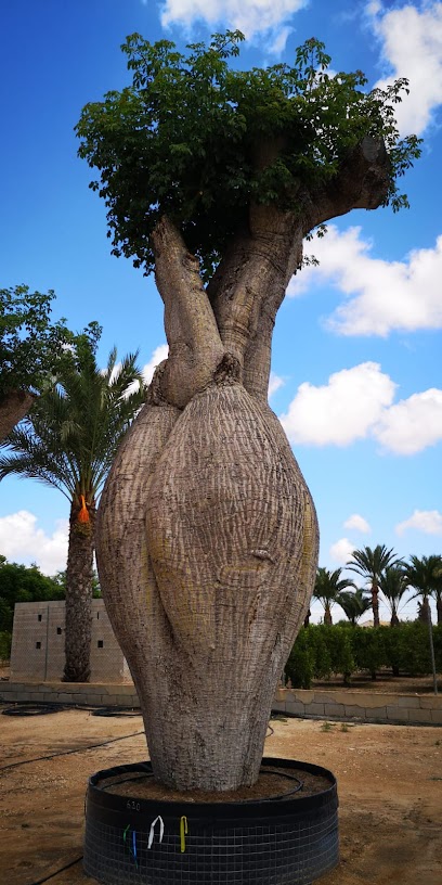 Imagen de Vivero Planta Viva. Viveros en Elche situado en nan, Alicante