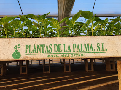 Imagen de Vivero Plantas Hortícolas y Semilleros 🌱 Plantas de la Palma situado en Villarrasa, Huelva