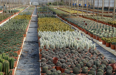 Imagen de Vivero Producción Ornamental Mediterráneo situado en El Ejido, Almería