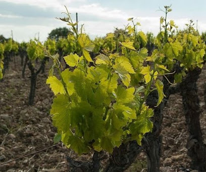 Imagen de Vivero Rafael Gandía. Vivero de Vid y Pistacho situado en Aielo de Malferit, Valencia