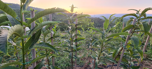 Imagen de Vivero San Martino situado en Santalla del Bierzo, León