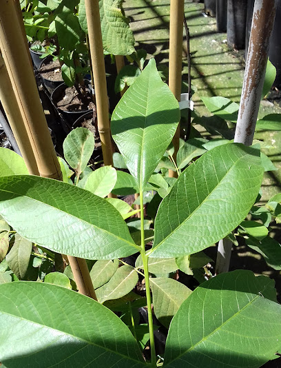 Imagen de Vivero Vettonia situado en Montijo, Badajoz