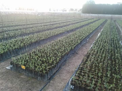 Imagen de Vivero de Olivos El Carmen situado en Encinarejo de Córdoba, Córdoba