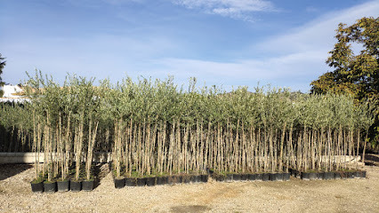 Imagen de Vivero de Olivos José Navarro situado en Cabra, Córdoba