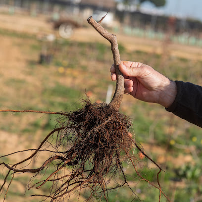 Imagen de Vivero de Pistachos El Palomar situado en El Palomar, Sevilla