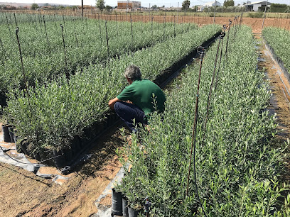 Imagen de Vivero de olivos AGROLLANO | Comprar olivos situado en Cortijo el Rubio, Córdoba