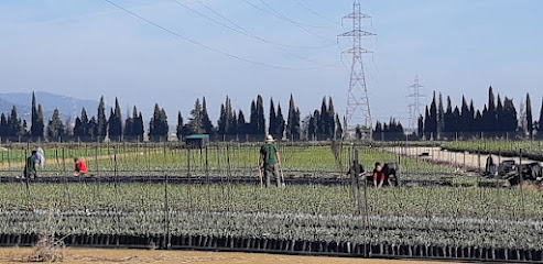 Imagen de Vivero de olivos La Conchuela situado en Córdoba, Córdoba