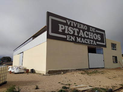 Imagen de Vivero de pistachos en maceta situado en San Pedro, Albacete