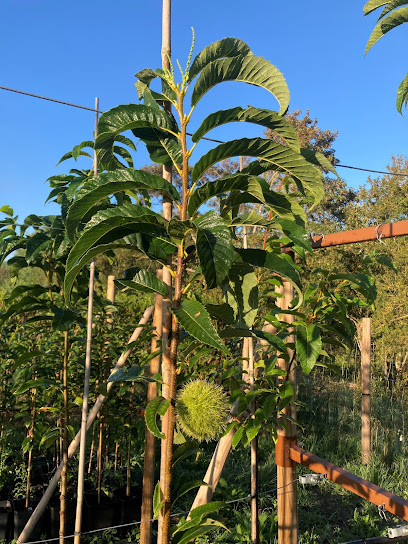 Imagen de Vivero forestal NATURA Baso mintegia situado en nan, Álava