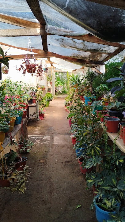 Imagen de Vivero jardin secreto, plantas acuáticas situado en Penaflor, Peñaflor, Región Metropolitana