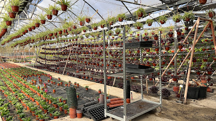 Imagen de Viveros Agrocollado situado en Muchamiel, Alicante