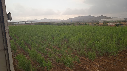 Imagen de Viveros Bernardo situado en Rincón de Seca, Murcia